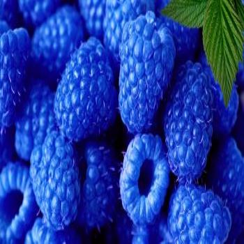 Blue Raspberry (Sugar Free)